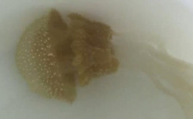 泰国海洋专家发现新品种箱型毒水母。