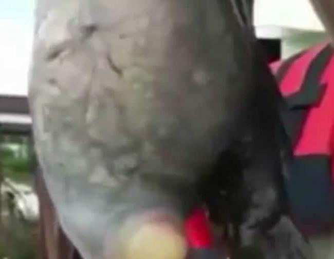 俄罗斯男子在滨海边疆区钓起2个口的怪鱼 因辐射突变？