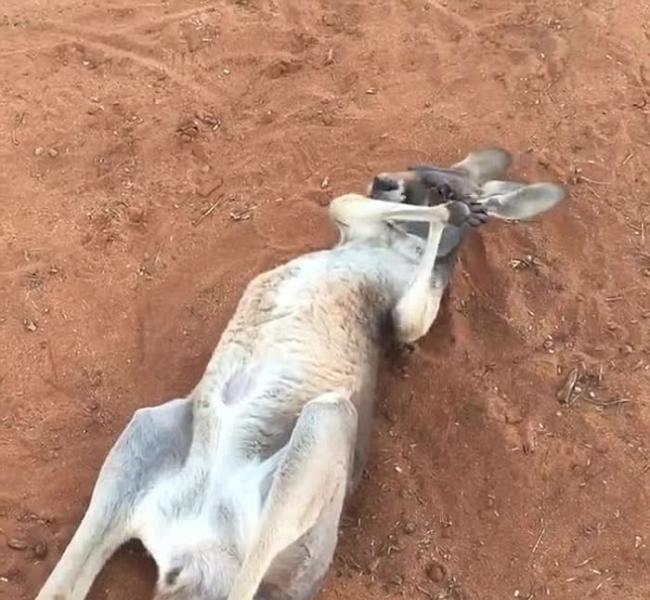 澳洲爱丽斯泉的袋鼠保护区袋鼠在红土上开心翻滚搔痒