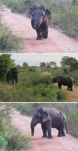 野生“侏儒大象”惊现斯里兰卡