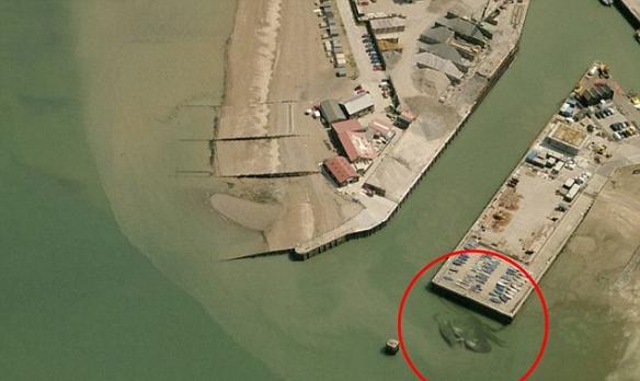 航拍到一只超级巨型螃蟹出现在英国码头浅水区？