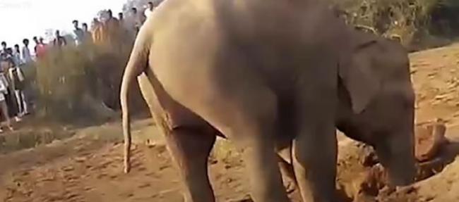 印度小象掉进井里 大象妈妈在旁挖了一整晚