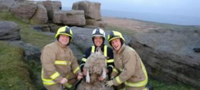 绵羊失足跌落英国托德摩登山区岩壁 身上厚羊毛救命