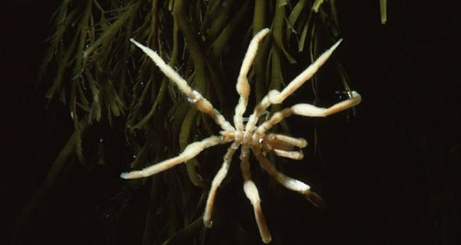 这种海蜘蛛实际上是一种原始海洋节肢动物，它们生长至如此大体型是由于极地巨大症导致的
