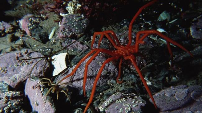 科学家在南极洲漆黑寒冷海底发现一种巨型海蜘蛛，腿之间跨度达到25厘米