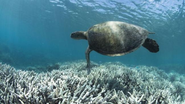 栖息于大堡礁的生物或受珊瑚白化影响。