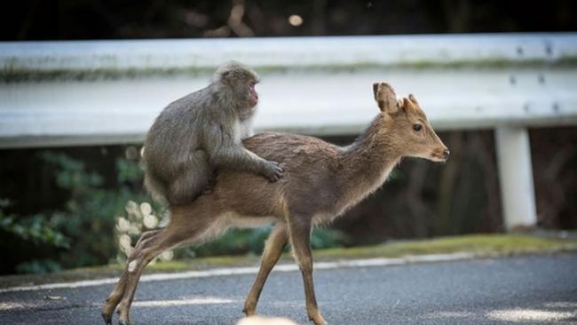 日本猕猴被拍到企图与雌性梅花鹿发生性行为