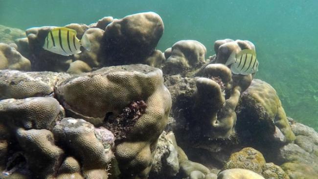 帕泰岛海域有颇为丰富的珊瑚资源。