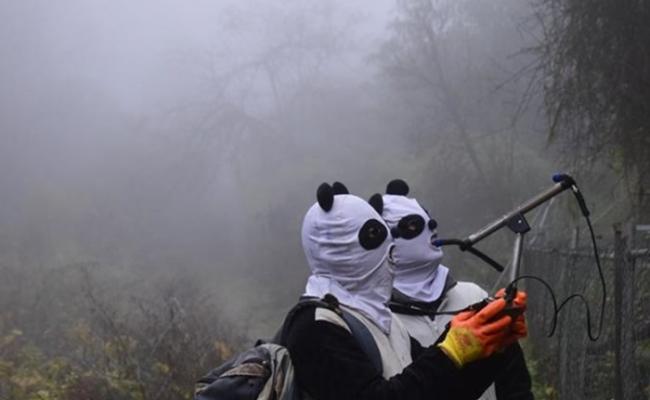 工作人员穿上熊猫服诱捕大熊猫。