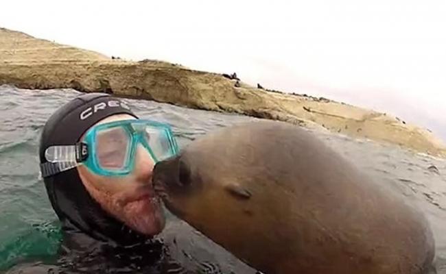 阿根廷马德林港贪玩海狮嘴对嘴亲吻潜水员