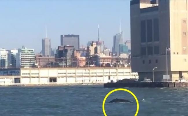 美国纽约海域有鲸鱼出没。