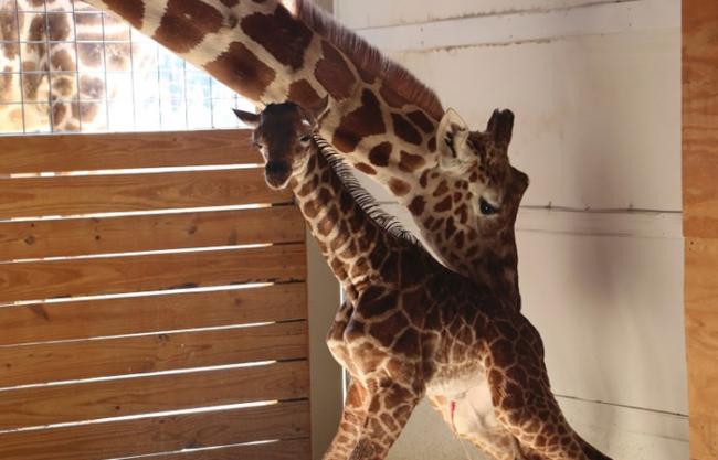 动物园增直播“四月”诞下小长颈鹿。