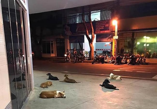 巴西流浪汉中风入院 6只忠犬追救护车彻夜门外留守