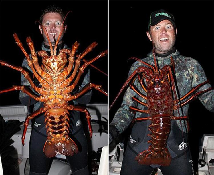 这只重达12磅的大龙虾是Forrest Galante在加利福尼亚海岸潜水的时候捞到的，与常见的龙虾不同，太平洋龙虾并没有前肢的那两只大钳子。