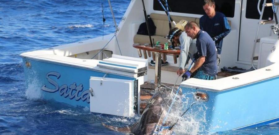 美国17岁少年在佛罗里达海岸捕到一条重达314公斤的剑鱼