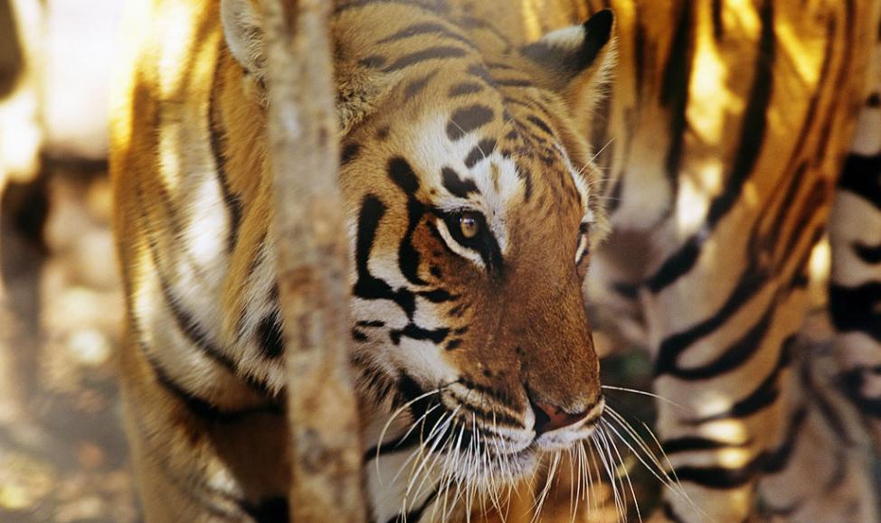 世界自然基金会（WWF）：野生虎危机正在东南亚发生