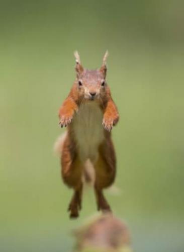 红松鼠能够在高空树梢轻松跳跃，关键在于它们有灵敏的脚爪。