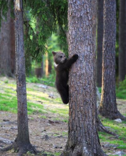 芬兰树林三只棕熊宝宝围成圆圈欢快起舞