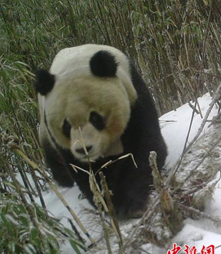 四川雷波县麻咪泽自然保护区首次拍到野生大熊猫