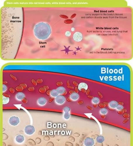 首次活体观察干细胞生成血细胞
