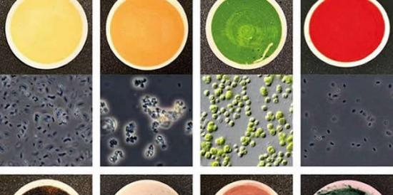 图鉴上各异的颜色代表了137种微生物的化学特性。在选取的微生物样本中，有些来自于地球上条件最为极端的地区。