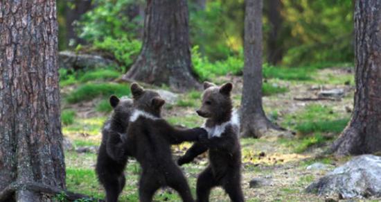 芬兰树林三只棕熊宝宝围成圆圈欢快起舞