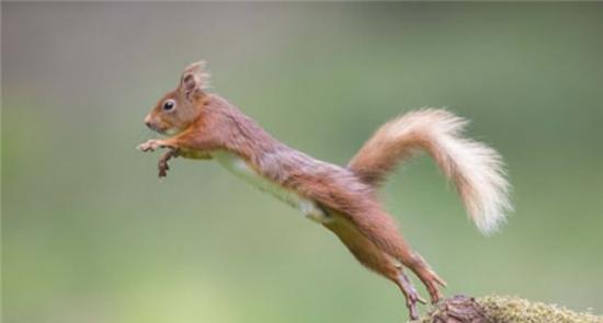 英国一只松鼠在林中展现弹跳力