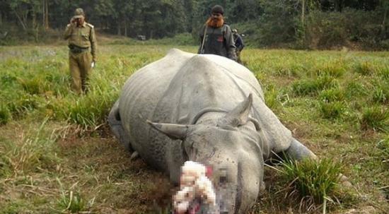 印度又发生盗猎者杀害濒临绝种独角犀牛事件