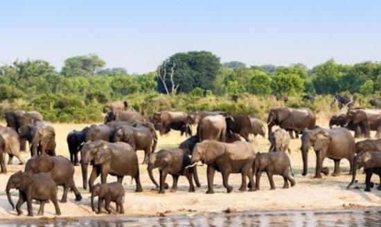 万基国家公园拟把27只大象售予中国，受动物权益分子炮轰。