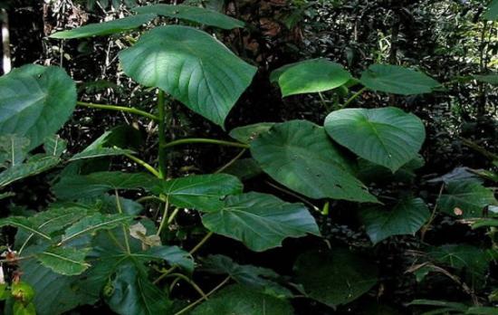 世界公认的毒树――长于澳洲东北部、印尼的金皮树