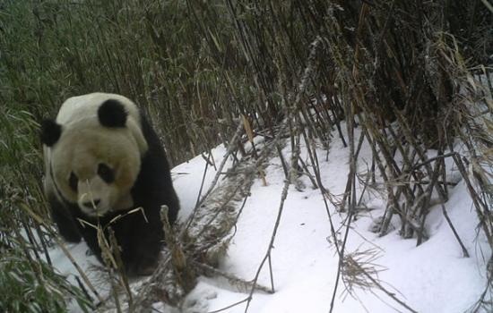 四川雷波县麻咪泽自然保护区首次拍到野生大熊猫