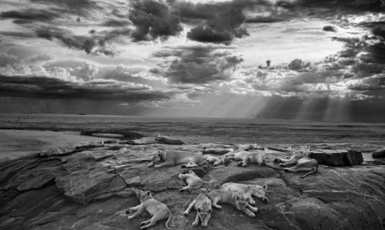 尼科尔森追踪狮群半年，方拍下完美照片。