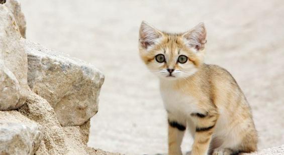 沙漠沙猫已被列为濒危物种 并不适合作为家养宠物