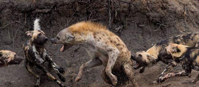 南非落单鬣狗被八只咆哮野狗赶下河