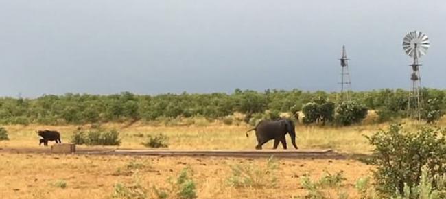 南非克鲁格国家公园勇敢小水牛吓退大象