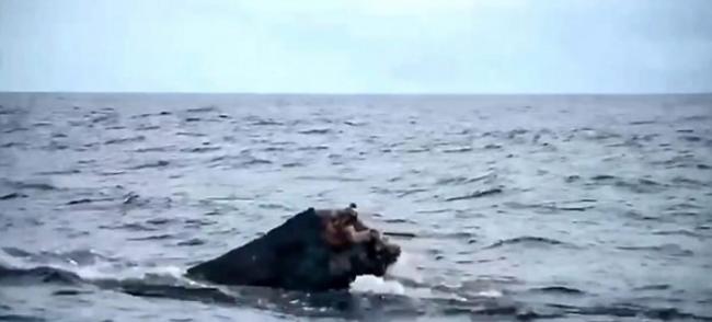 哥伦比亚努基对开太平洋海面出现失去整条尾巴的年幼座头鲸
