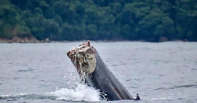 哥伦比亚努基对开太平洋海面出现失去整条尾巴的年幼座头鲸