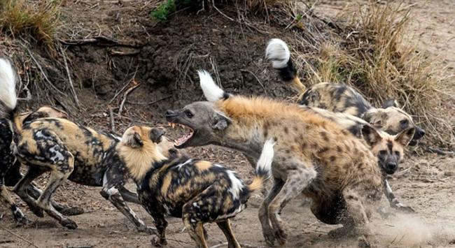 南非落单鬣狗被八只咆哮野狗赶下河