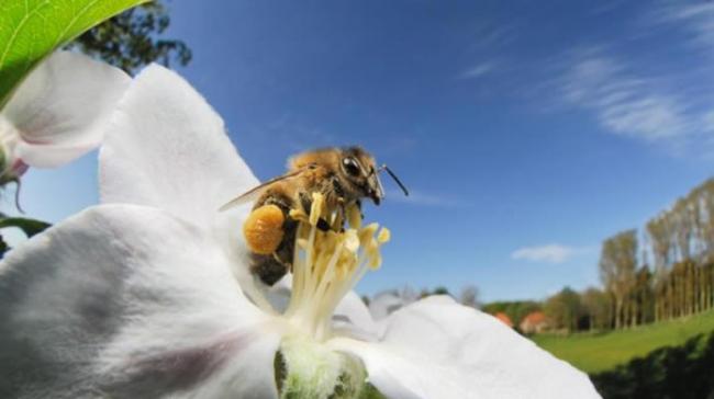 西方蜜蜂（Apis mellifera）从苹果的花上搜集花粉。 PHOTOGRAPH BY SOLVIN ZANKL/VISUALS UNLIMITED, IN