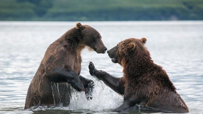 俄罗斯两只堪察加半岛棕熊在库页湖中展开决斗