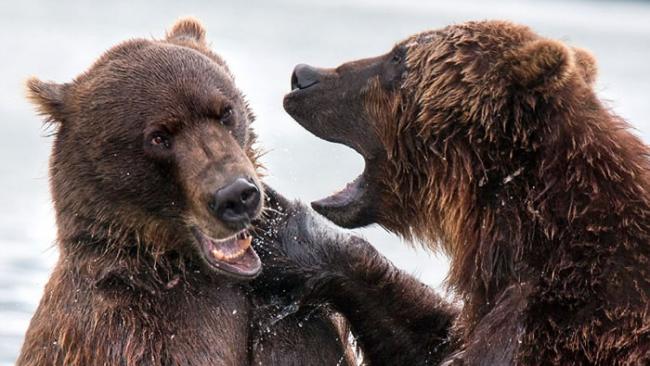 俄罗斯两只堪察加半岛棕熊在库页湖中展开决斗