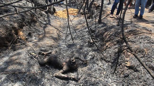 印尼非法烧林辟农地 3只红毛猩猩被活活烧死