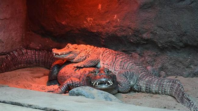 波兰动物园鳄鱼夫妻相处近50年都没能繁衍下一代 原因竟是公鳄生殖器太小