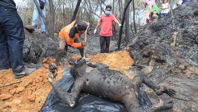 印尼非法烧林辟农地 3只红毛猩猩被活活烧死