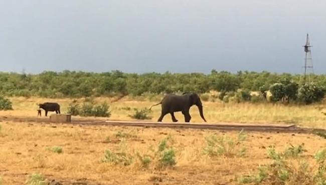 南非克鲁格国家公园勇敢小水牛吓退大象