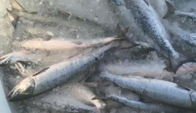 北海道三文鱼鱼获量连年减少。