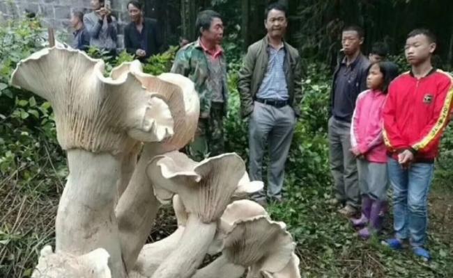 云南保山腾冲发现巨型野生蘑菇王“大象脚”
