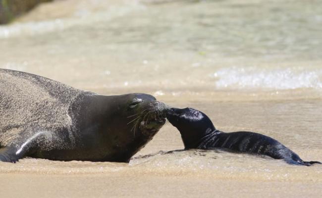 逾40年首次 美国夏威夷濒危僧海豹在著名威基基海滩诞下海豹宝宝