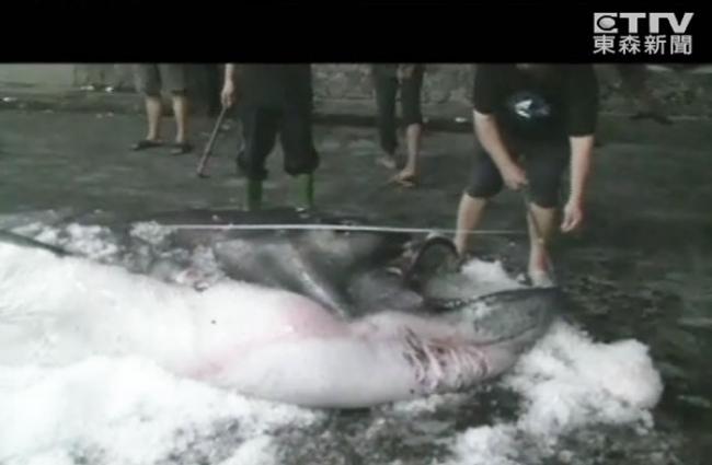 台东在2012年捕获巨口鲨