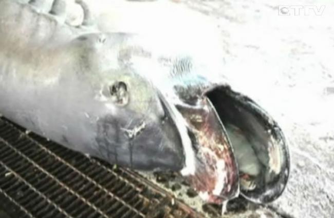全球捕获107尾巨口鲨 台湾东部海域就占40尾
